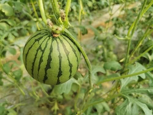 麦地网红吃瓜是真的吗,真相揭秘还是网络炒作？