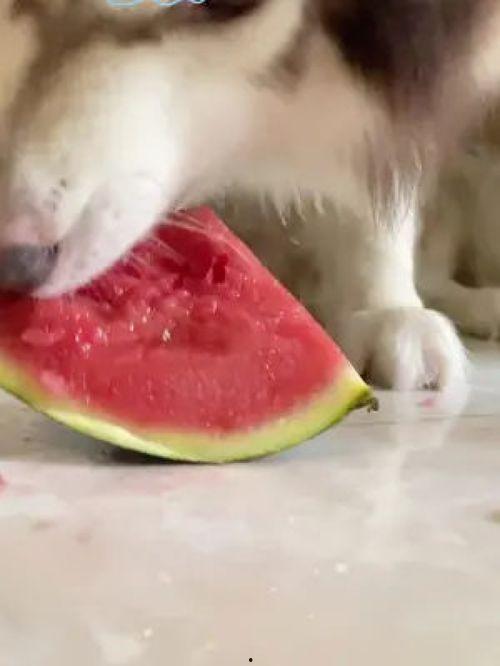 网红吃瓜狗子图片高清