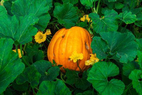 怒江百万网红吃瓜,共赴一场吃瓜盛宴